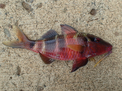 Parupeneus multifasciatus
