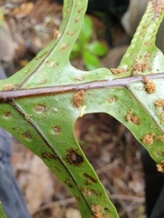 Thylacosceles radians