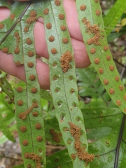 Thylacosceles radians