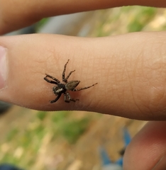 Asaphobelis physonychus