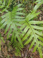 Thylacosceles radians