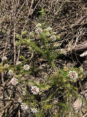 Agathosma bifida