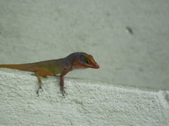 Anolis wattsii