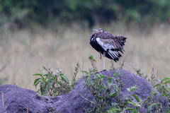 Lissotis melanogaster