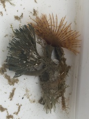 Bugulidae