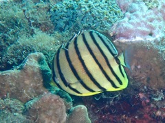 Chaetodon octofasciatus
