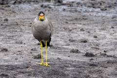 Vanellus senegallus