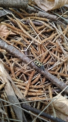 Astylus atromaculatus