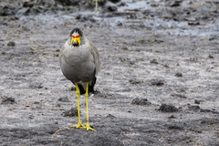 Vanellus senegallus