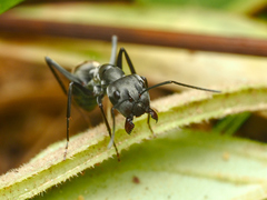 Camponotus parius