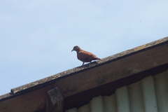 Columbina talpacoti