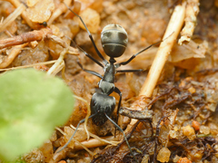 Camponotus parius