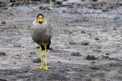 Vanellus senegallus
