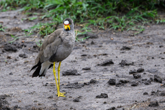 Vanellus senegallus