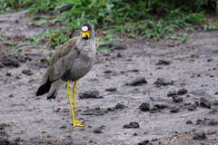Vanellus senegallus
