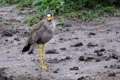 Vanellus senegallus