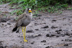 Vanellus senegallus