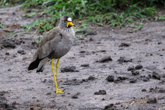Vanellus senegallus