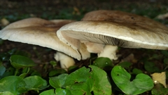 Fungi