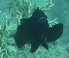 Neoglyphidodon melas