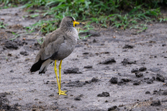 Vanellus senegallus