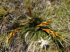 Aciphylla pinnatifida
