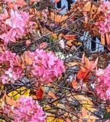 Rhododendron simsii