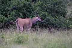 Tragelaphus oryx pattersonianus