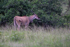 Tragelaphus oryx pattersonianus