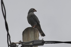 Kaupifalco monogrammicus