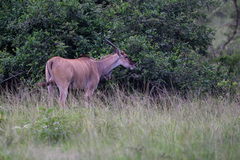 Tragelaphus oryx pattersonianus