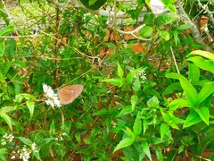 Euploea tulliolus koxinga