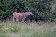 Tragelaphus oryx pattersonianus