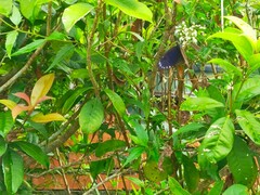 Euploea tulliolus koxinga