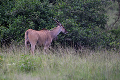 Tragelaphus oryx pattersonianus