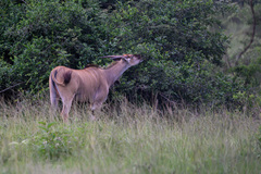 Tragelaphus oryx pattersonianus