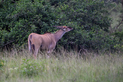 Tragelaphus oryx pattersonianus