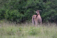 Tragelaphus oryx pattersonianus