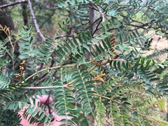 Acacia glaucocarpa