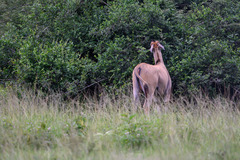 Tragelaphus oryx pattersonianus