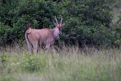Tragelaphus oryx pattersonianus