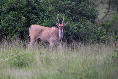 Tragelaphus oryx pattersonianus