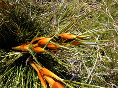 Aciphylla pinnatifida