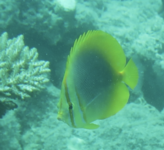 Chaetodon aureofasciatus