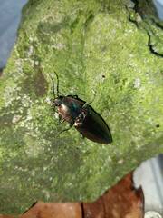 Campsosternus auratus