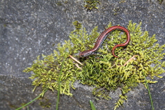 Batrachoseps wrighti