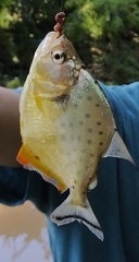 Serrasalmus maculatus