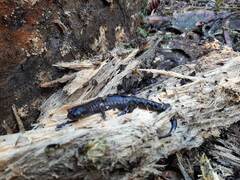Plethodontidae