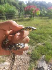 Spilotes pullatus