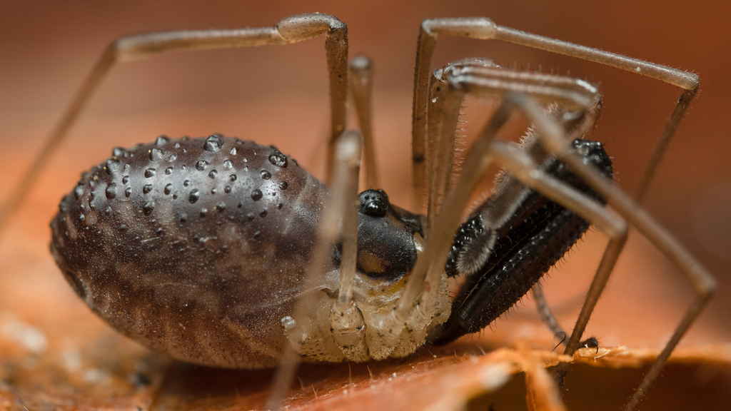 Taracus pallipes